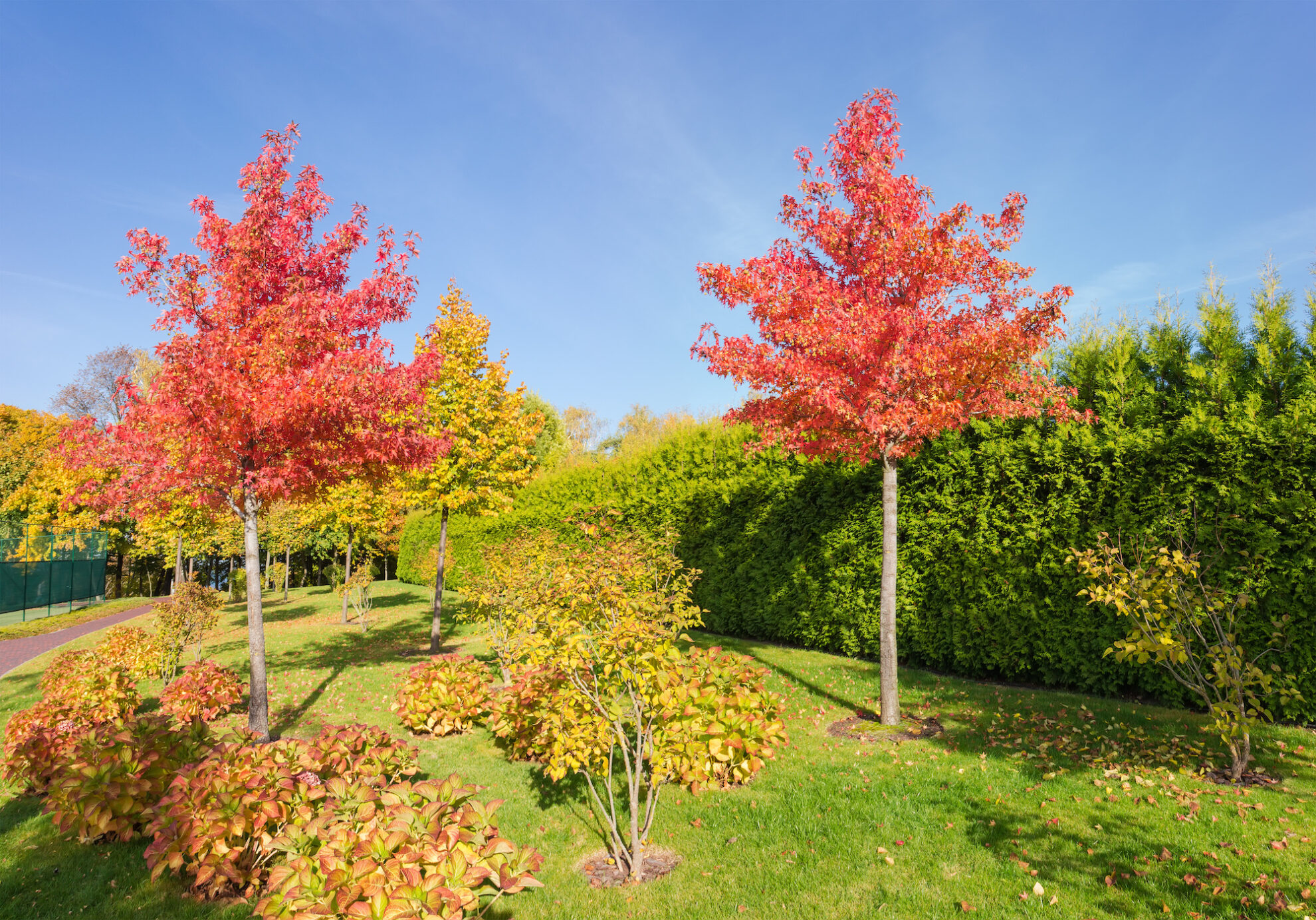 liquidambar-styraciflua-amerikanischer-amberbaum-egli-gr-n-ag