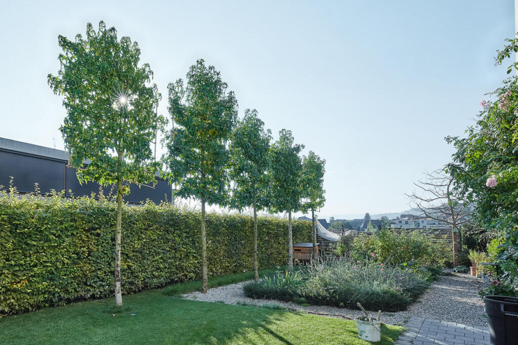 Amberbaum Als Spalier