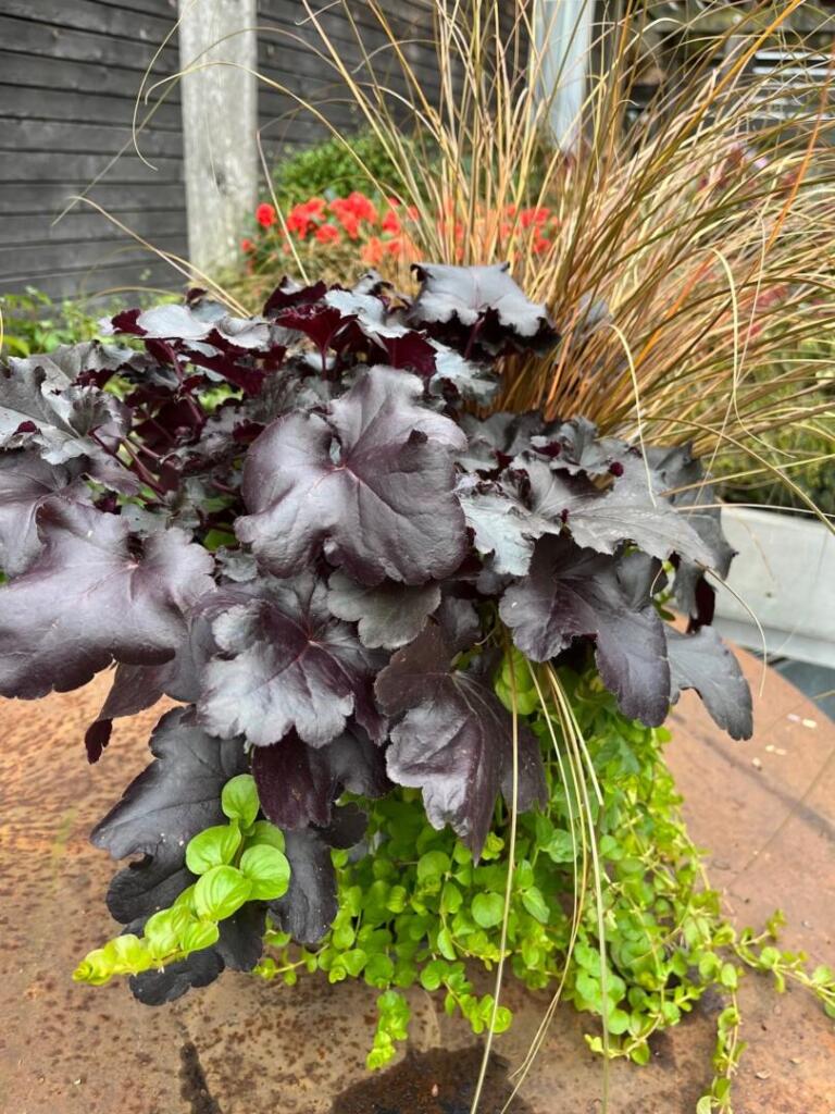 Heuchera  Egli Grn Gartenbau