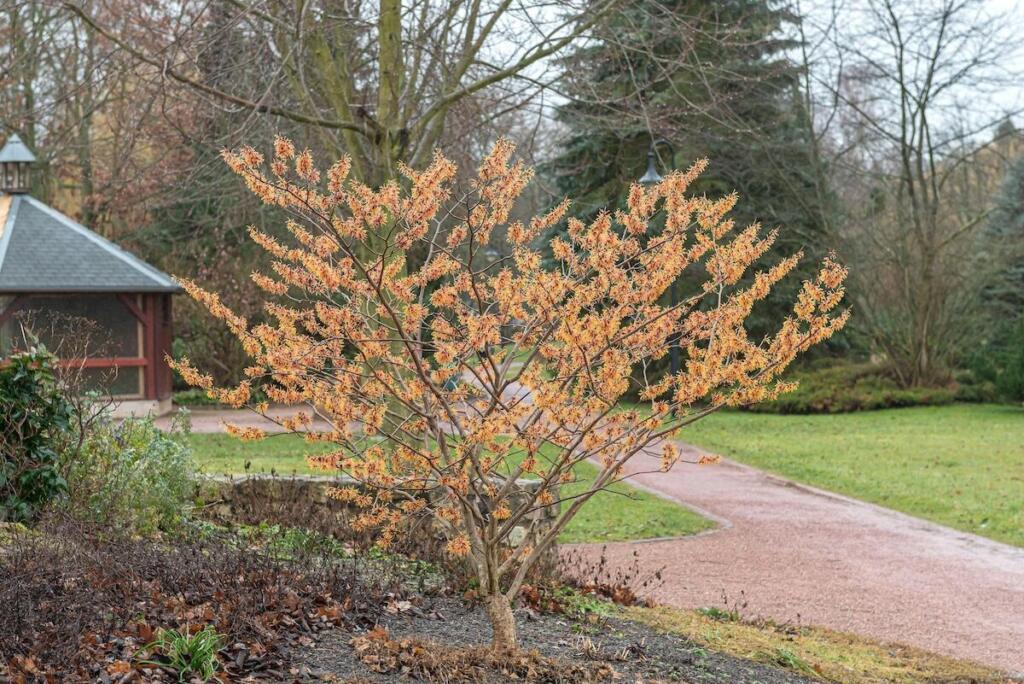 granatapfelbaum dnger Granatapfelbaum (Punica granatum) kaufen