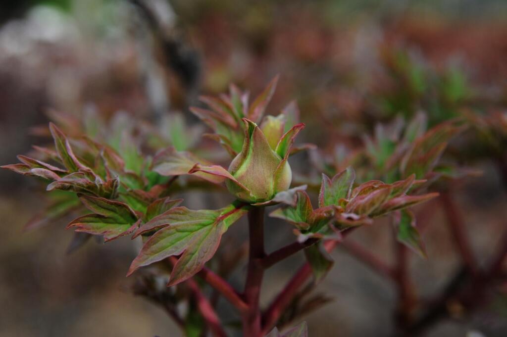 Pfingstrose (Paeonia)  Egli Grn Gartenbau