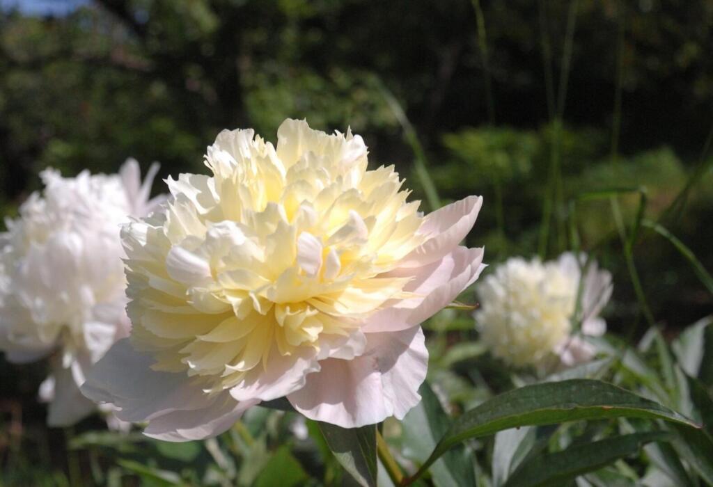 Pfingstrose (Paeonia)  Egli Grn Gartenbau
